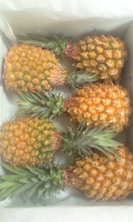 pCibvI